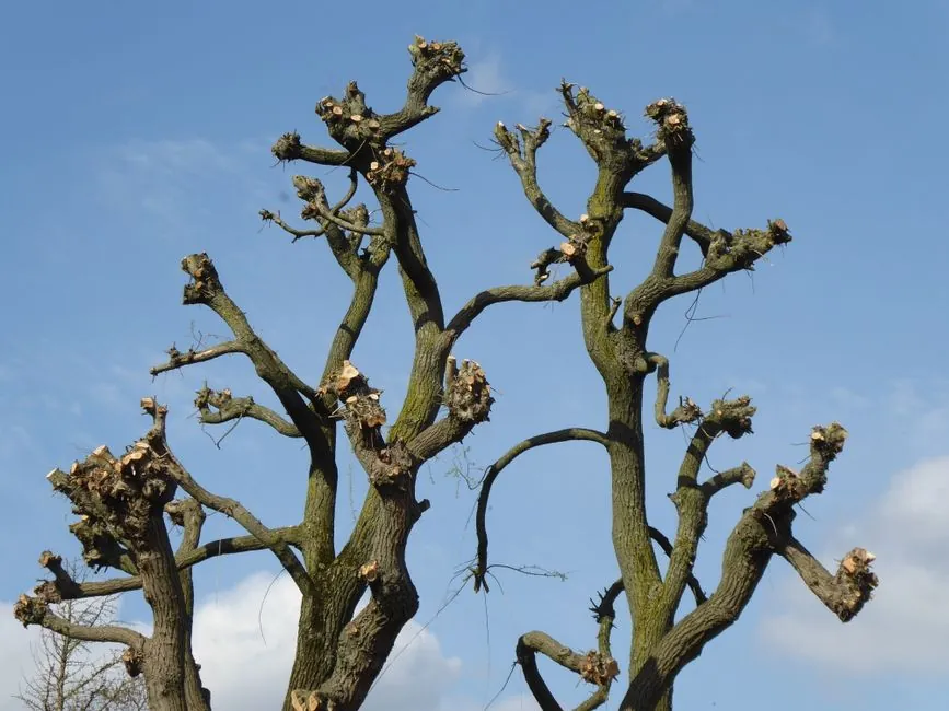 Elagage d'arbre soigne